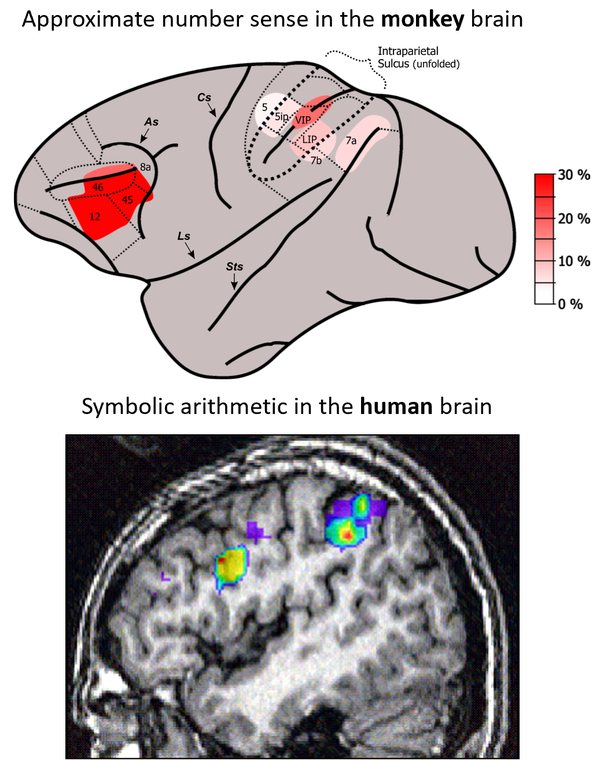 Sens approximatif du nombre chez le singe et arithmétique symbolique chez l'humain / Approximate number sense in the monkey brain and symbolic arithmetic in the human brain