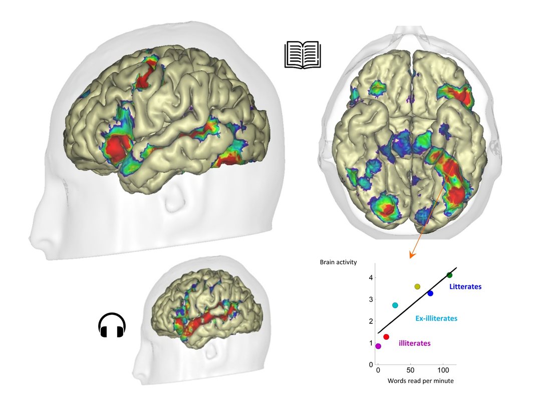 Réseaux de la lecture et activité cérébrale chez des lettrés, ex-illettrés et illettrés / Reading networks and brain activity in literate, ex-illiterate and illiterate adults